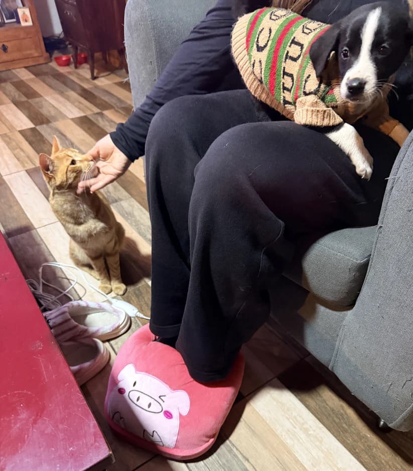 CozyPaws — Calor Suave al Instante