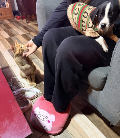 CozyPaws — Calor Suave al Instante